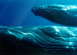 Mother's Eye, &COPY;Jean-Luc Bozzoli